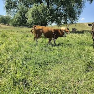 Vaci fatate cu vitei după ele - imagine 3