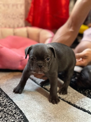 Bulldog Francez
