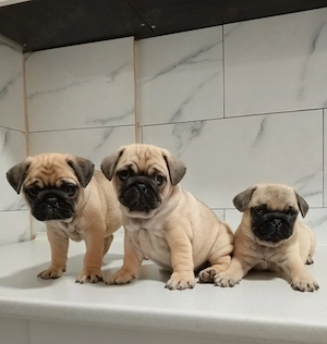 Căței mops pug  vaccinați și deparazitați  - imagine 3