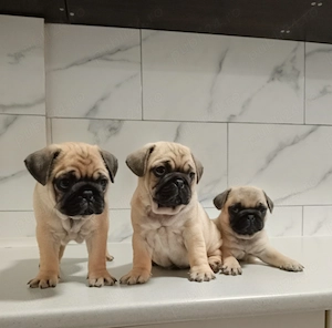 Căței mops pug  vaccinați și deparazitați  - imagine 4