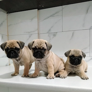 Căței mops pug  vaccinați și deparazitați  - imagine 2