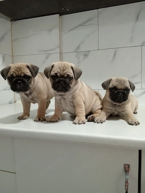 Căței mops pug  vaccinați și deparazitați 