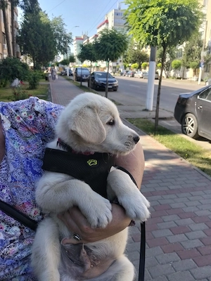 Labrador Retriever mascul, 2 luni   Leo - imagine 3