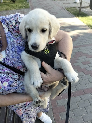 Labrador Retriever mascul, 2 luni   Leo - imagine 2