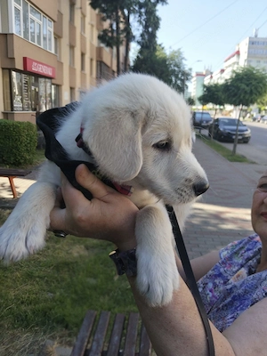 Labrador Retriever mascul, 2 luni   Leo - imagine 5