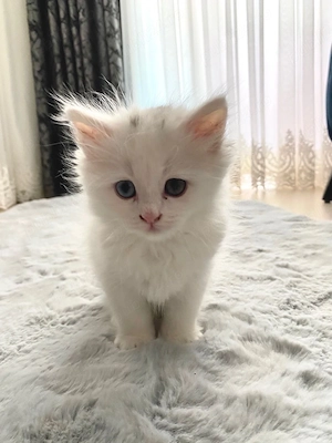 Ragdoll mascul