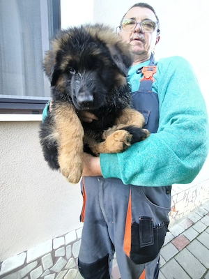 Pui de ciobanesc german cu pedigre din parinti cu selectie SV