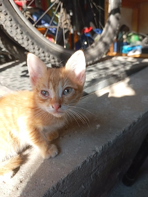 Pisica orfana spre adopție - imagine 2