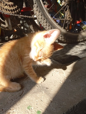 Pisica orfana spre adopție - imagine 3
