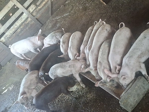 Vând 15 purcei de 8 saptamani 