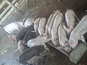 Vând 15 purcei de 8 saptamani  - imagine 4