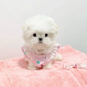 bichon maltez mini toy - imagine 2