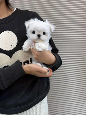 bichon maltez mini toy - imagine 3