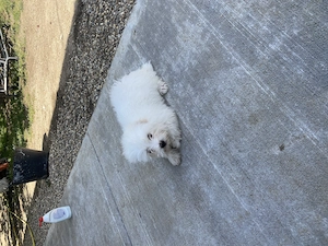 Bichon maltez mini toy  - imagine 14