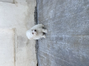 Bichon maltez mini toy  - imagine 8