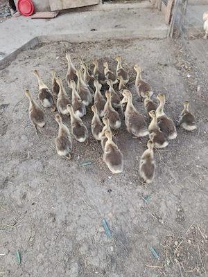Vand 19 pui de gasca Africana, Varsta: 4 saptamani