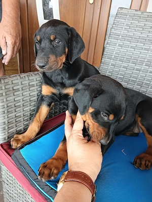 Doberman talie mare - imagine 5