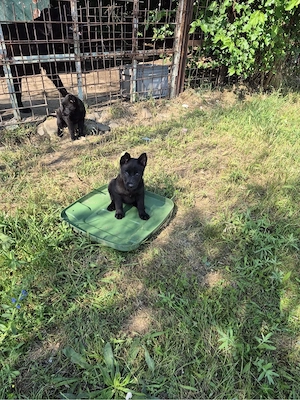 Caine Belgian Malinois Negru  - imagine 2