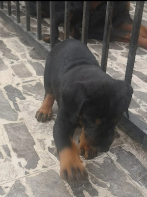 Doberman talie mare - imagine 2