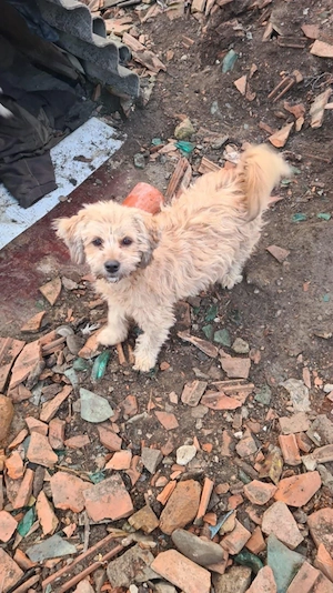donez cățel urgent  - imagine 2