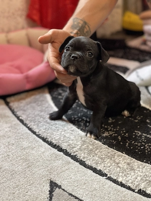 Puisori Bulldog Francez - imagine 4