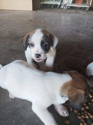 Ofer spre adopție pui cățel talie mica