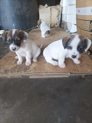 Ofer spre adopție pui cățel talie mica - imagine 2