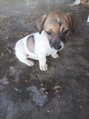Ofer spre adopție pui cățel talie mica - imagine 4