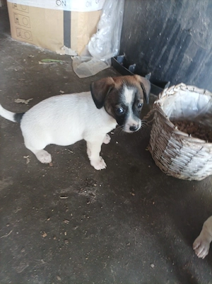 Ofer spre adopție pui cățel talie mica - imagine 5