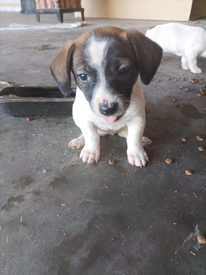 Ofer spre adopție pui cățel talie mica - imagine 3