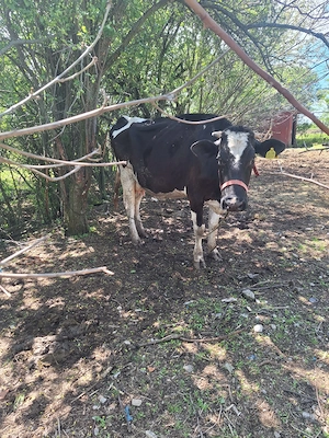 Vând vacă holstein tânără  - imagine 2