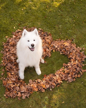 Vand catei - rasa Samoyed  - imagine 3