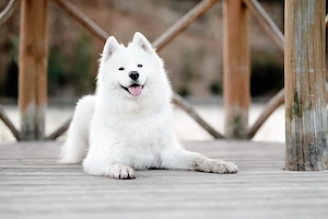 Vand catei - rasa Samoyed  - imagine 4