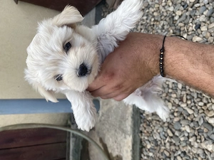 Bichon maltez varsta 2 luni