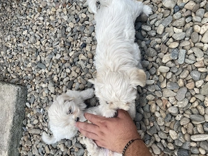 Cătei bichon maltez de vanzare