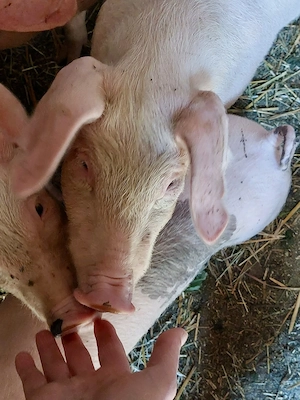 Purcei frumoși de 11 săptămâni, de vânzare! - imagine 5