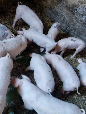 Purcei frumoși de 11 săptămâni, de vânzare! - imagine 4