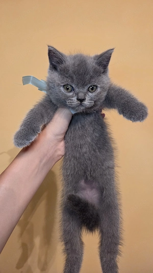 Scottish fold și straight de vânzare - imagine 2