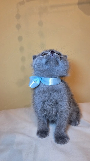 Scottish Fold și Scottish Straight   Disponibili pentru rezervare!
