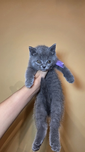 Scottish Fold și Scottish Straight   Disponibili pentru rezervare! - imagine 4