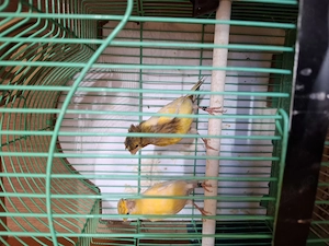 De vânzare două femele canari moțate inelate 2025 - imagine 3
