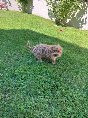 maltipoo baietel 