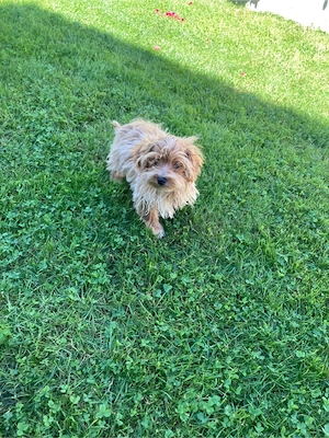 maltipoo baietel  - imagine 3