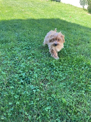 maltipoo baietel  - imagine 4
