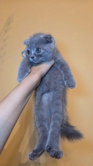 Scottish fold și straight de vânzare - imagine 3