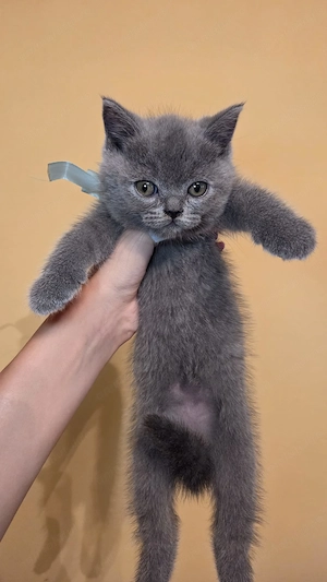 Scottish fold și straight de vânzare - imagine 4