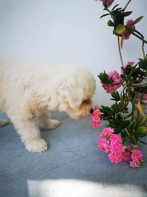 Bichon maltez mini toy - imagine 2