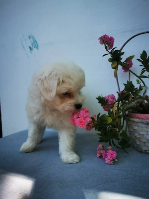 Bichon maltez mini toy - imagine 3
