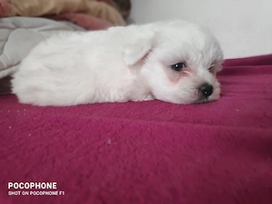 vând bichon maltez  - imagine 2