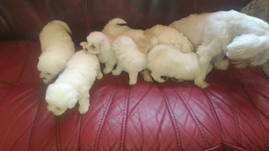 vând bichon maltez 